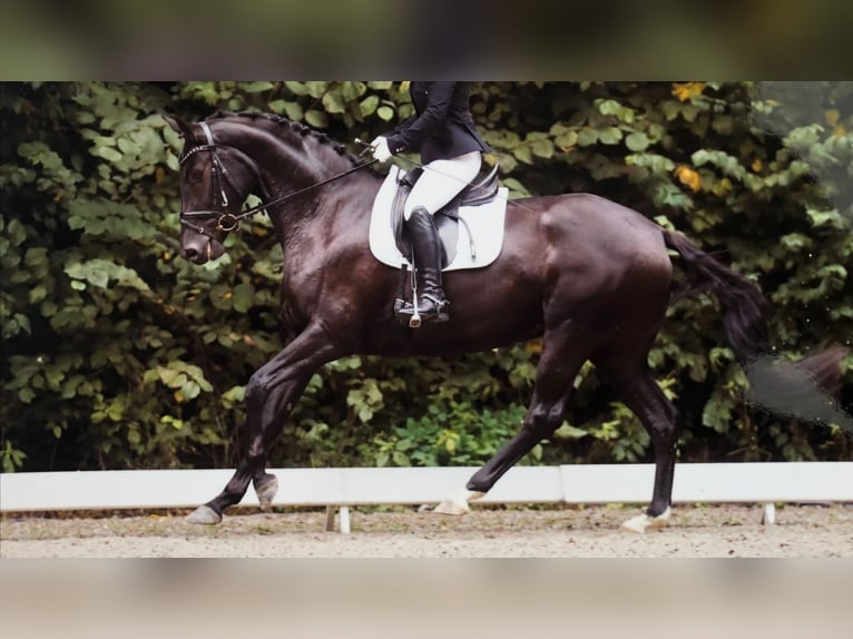 Oldenburg Mare 8 years 16.3 hh Black in PlatePlate