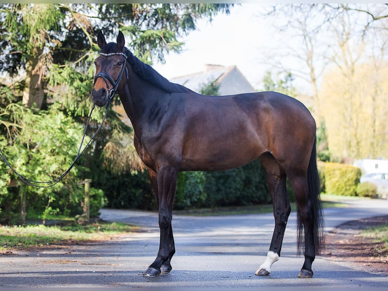 Oldenburg Mare 8 years 16.3 hh Brown in Billerbeck