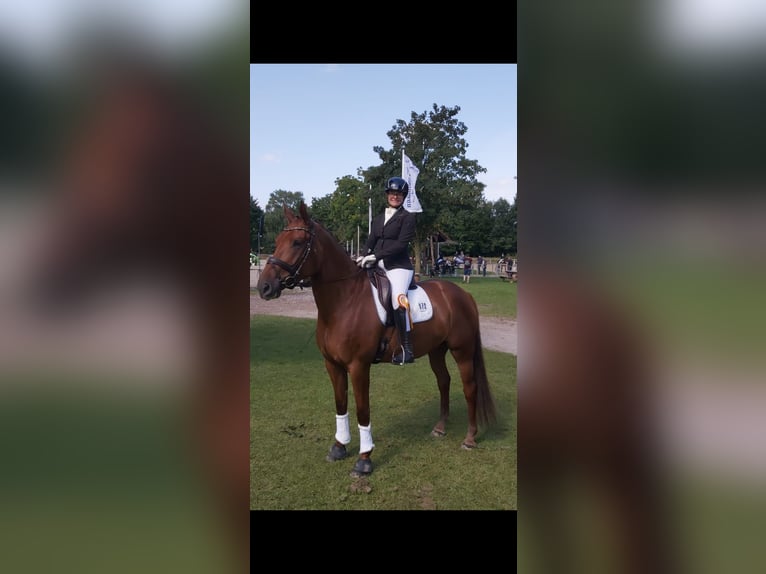 Oldenburg Mare 8 years 16,3 hh Chestnut in Lohne (Oldenburg)