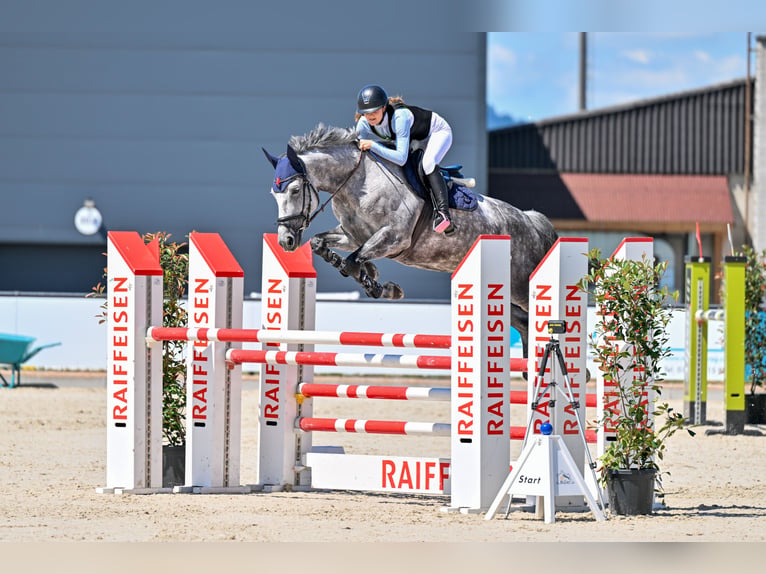 Oldenburg Mare 8 years 16.3 hh Grey in St Gallen