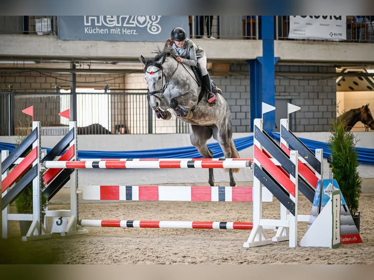 Oldenburg Mare 8 years 16.3 hh Grey in St Gallen