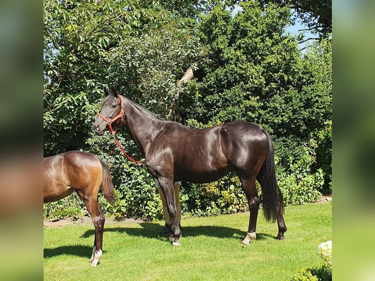 Oldenburg Mare 8 years 16,3 hh Smoky-Black in Wietmarschen