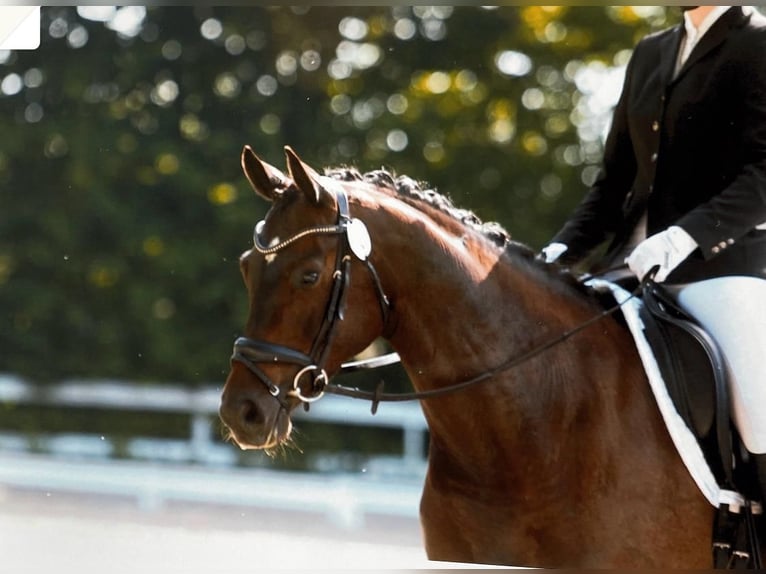 Oldenburg Mare 8 years 16 hh Bay-Dark in Visbek