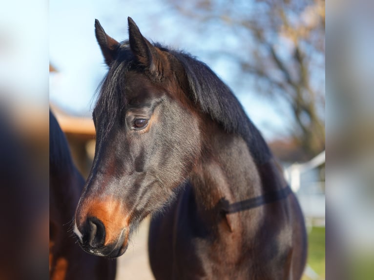 Oldenburg Mare 8 years 16 hh Bay-Dark in Leipzig