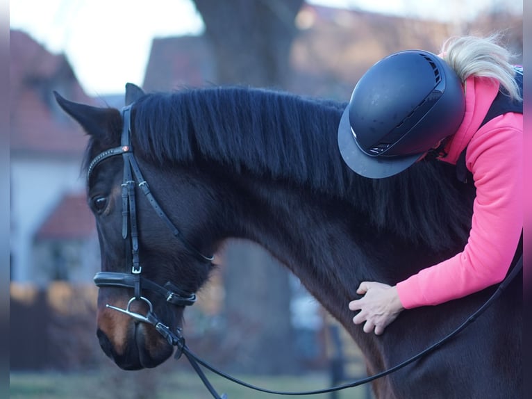 Oldenburg Mare 8 years 16 hh Bay-Dark in Leipzig