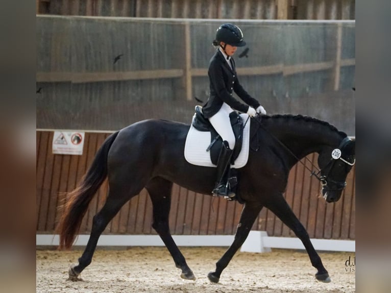 Oldenburg Mare 8 years 16 hh Black in Pirmasens