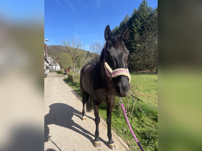 Oldenburg Mare 8 years 16 hh Black in Pirmasens