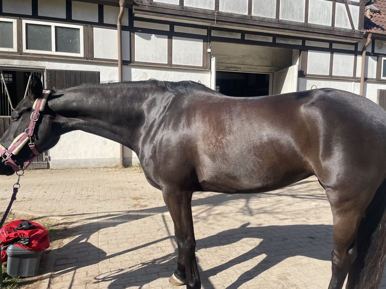 Oldenburg Mare 8 years 16 hh Black in Pirmasens