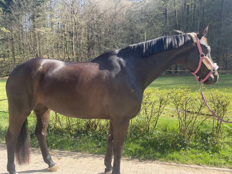 Oldenburg Mare 8 years 16 hh Black in Pirmasens