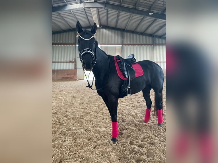 Oldenburg Mare 8 years 16 hh Black in Pirmasens