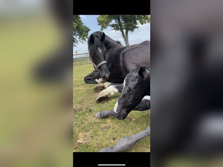 Oldenburg Mare 8 years 16 hh Black in Melle