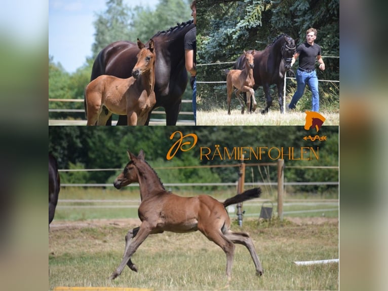 Oldenburg Mare 8 years 16 hh Black in Rohrlack