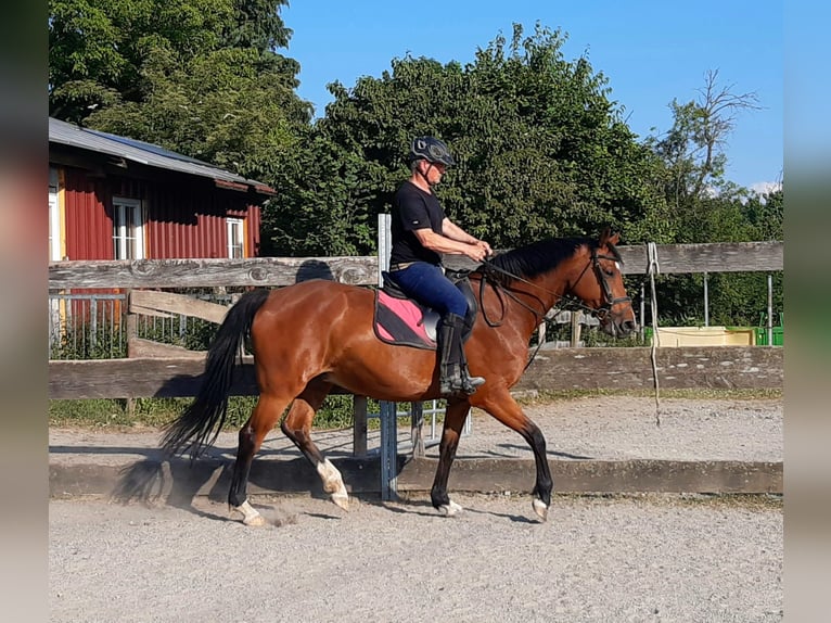Oldenburg Mare 8 years 16 hh Brown in Grünkraut