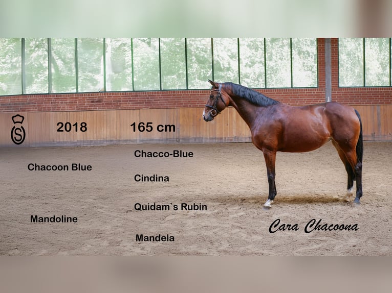 Oldenburg Mare 8 years 16 hh Brown in Ankum