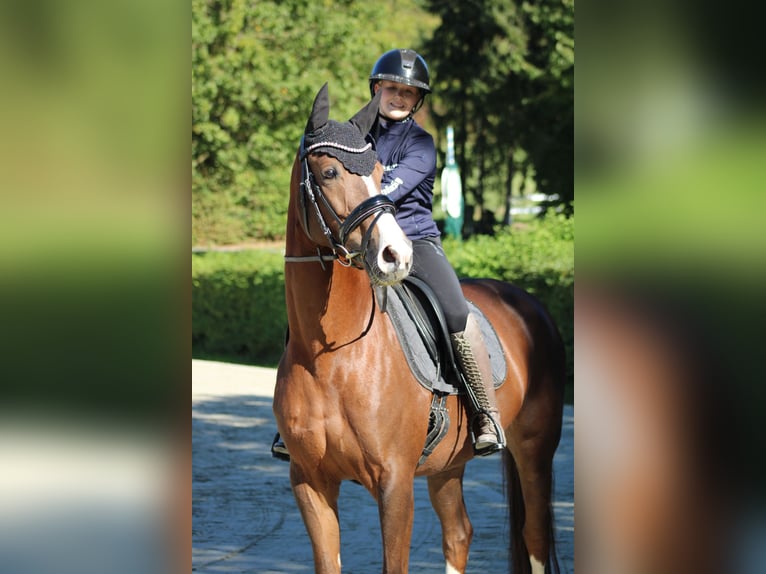 Oldenburg Mare 8 years 16 hh Chestnut in Vlotho