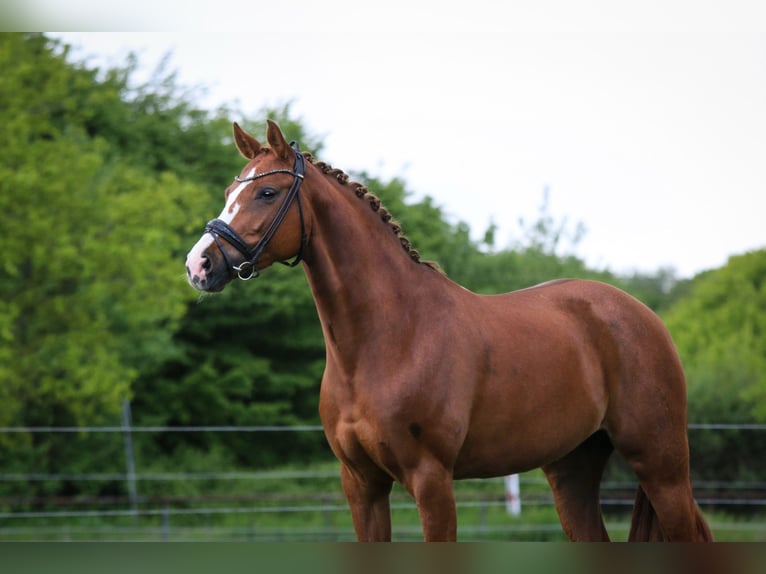 Oldenburg Mare 8 years 16 hh Chestnut-Red in Seeth-Ekholt