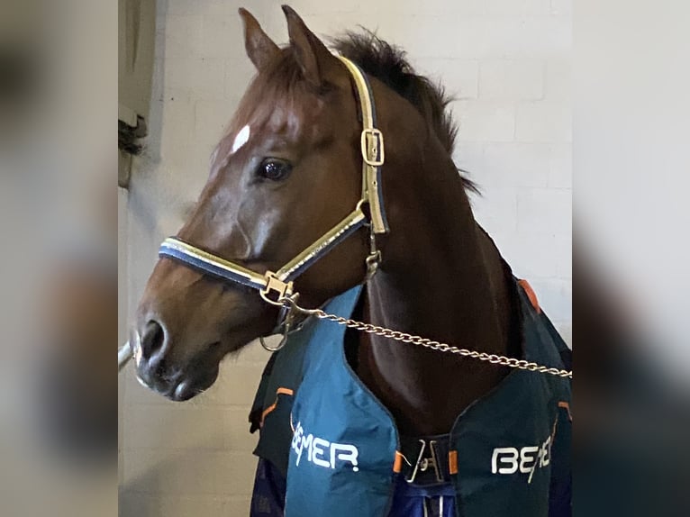 Oldenburg Mare 8 years 16 hh Chestnut-Red in M&#xFC;nster