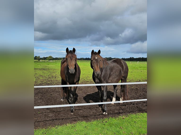 Oldenburg Mare 8 years 16,1 hh Bay-Dark in Bad Zwischenahn