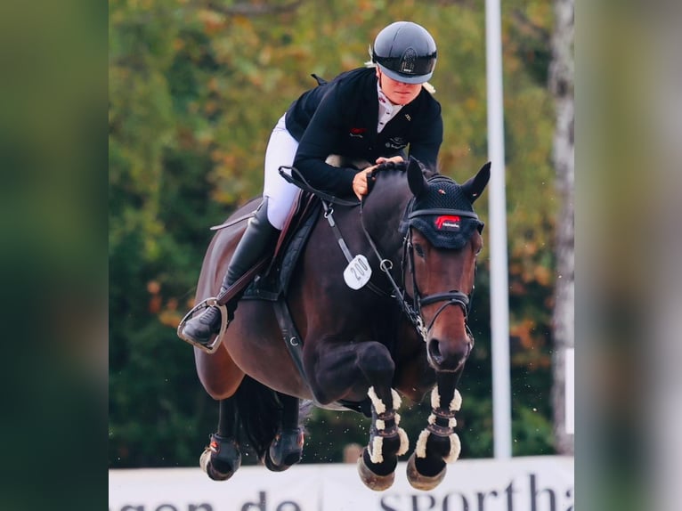 Oldenburg Mare 8 years 16,1 hh Bay-Dark in Zeven