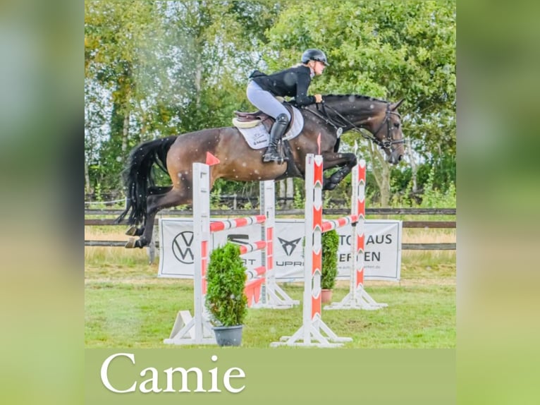 Oldenburg Mare 8 years 16,1 hh Bay-Dark in Zeven