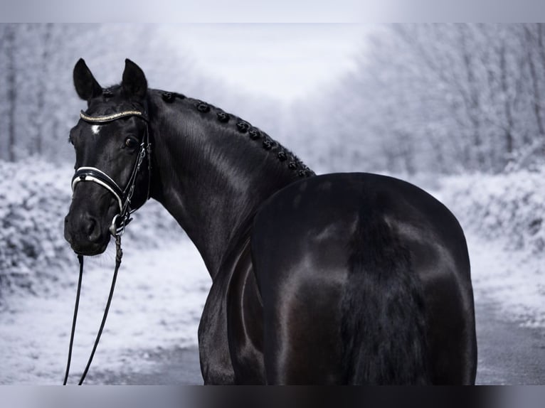 Oldenburg Mare 8 years 16,1 hh Black in Zalaegerszeg