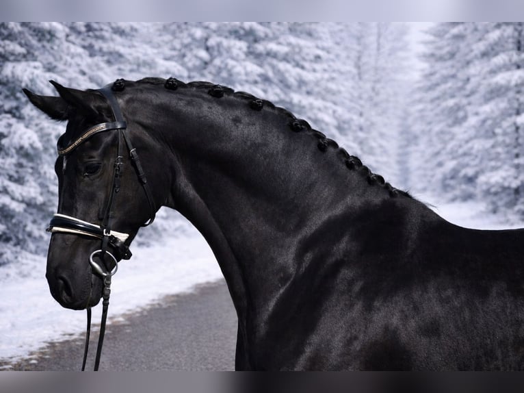 Oldenburg Mare 8 years 16,1 hh Black in Zalaegerszeg