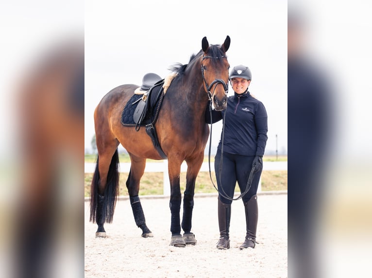 Oldenburg Mare 8 years 16,1 hh Brown in Hawangen