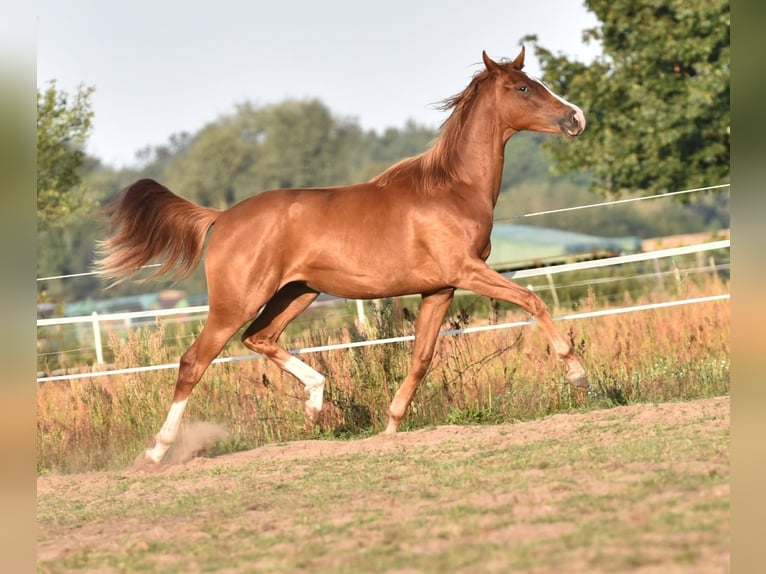 Oldenburg Mare 8 years 16,1 hh Chestnut in Friesack