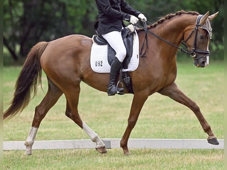 Oldenburg Mare 8 years 16,1 hh Chestnut in Friesack