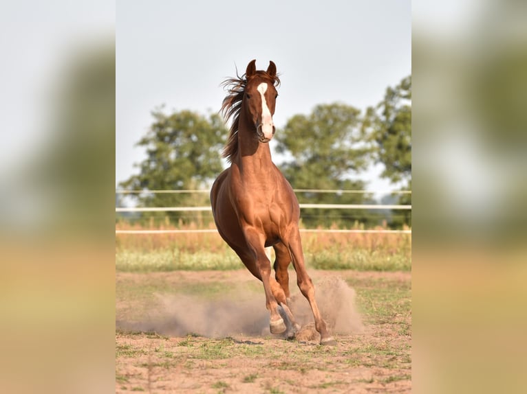 Oldenburg Mare 8 years 16,1 hh Chestnut in Friesack