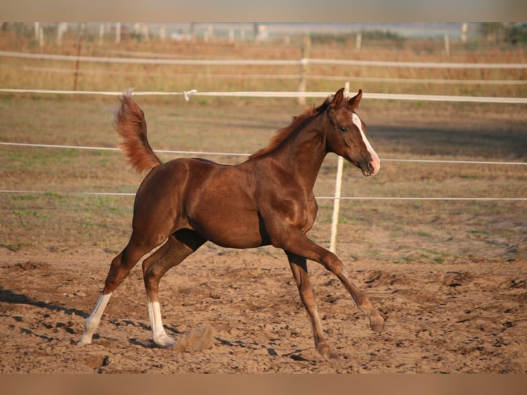 Oldenburg Mare 8 years 16,1 hh Chestnut in Friesack