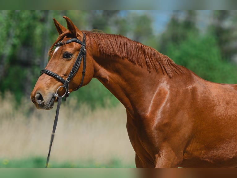 Oldenburg Mare 8 years 16,1 hh Chestnut in Prague