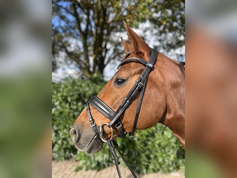 Oldenburg Mare 8 years 16,1 hh Chestnut in The Wood