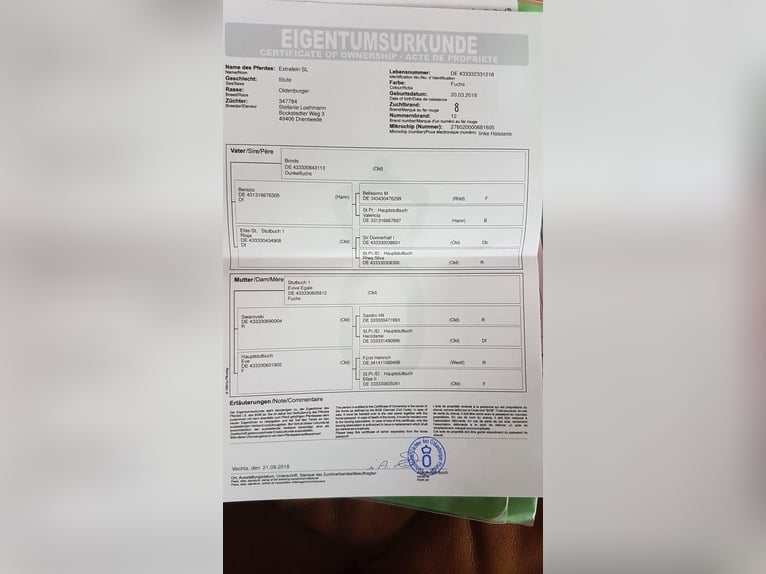 Oldenburg Mare 8 years 16,1 hh Chestnut in The Wood