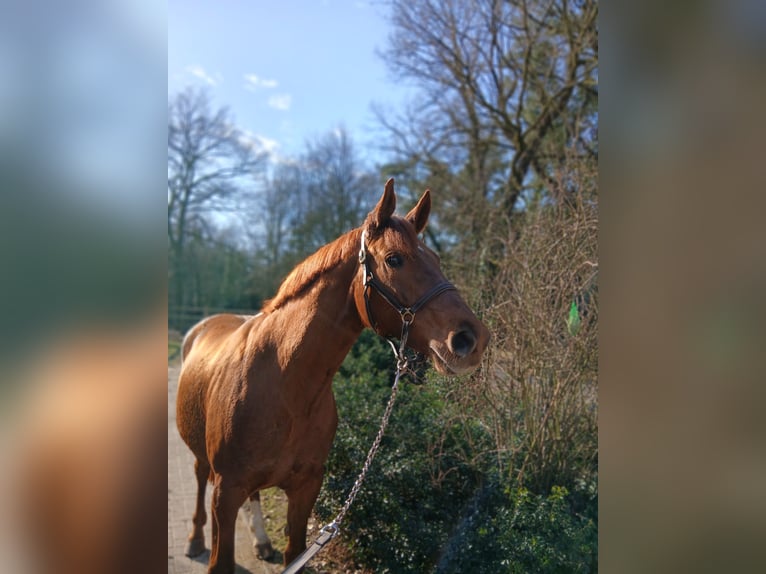 Oldenburg Mare 8 years 16,1 hh Chestnut-Red in Barenburg