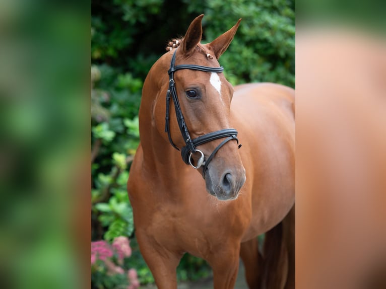 Oldenburg Mare 8 years 16,1 hh Chestnut-Red in Damme