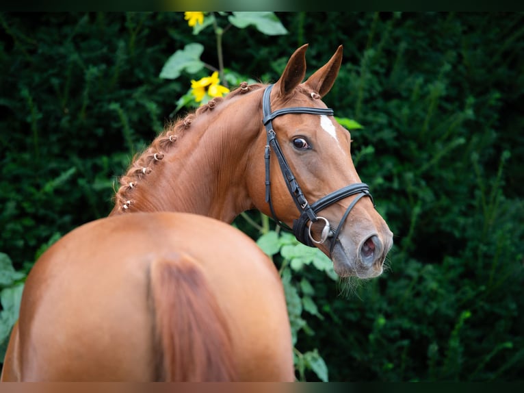 Oldenburg Mare 8 years 16,1 hh Chestnut-Red in Damme