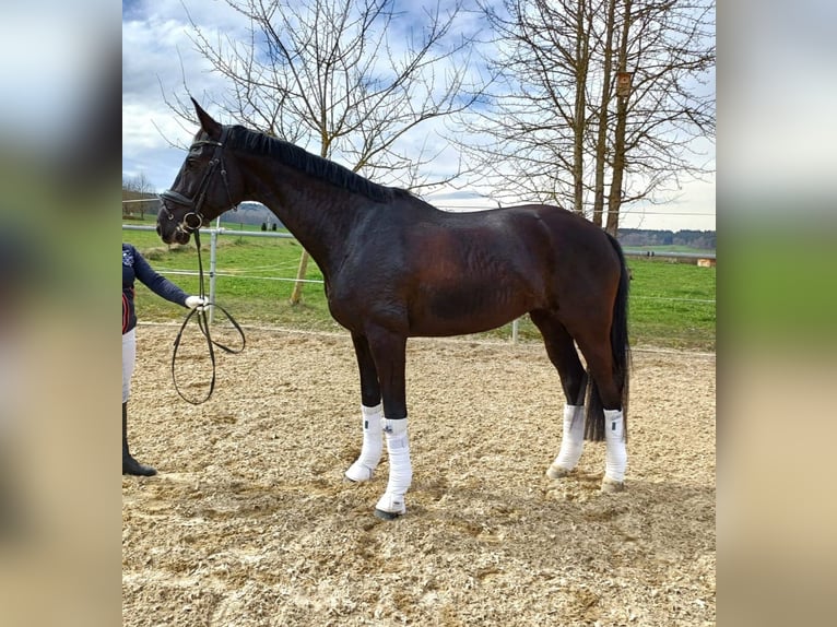 Oldenburg Mare 8 years 16,2 hh Black in Haldenwang