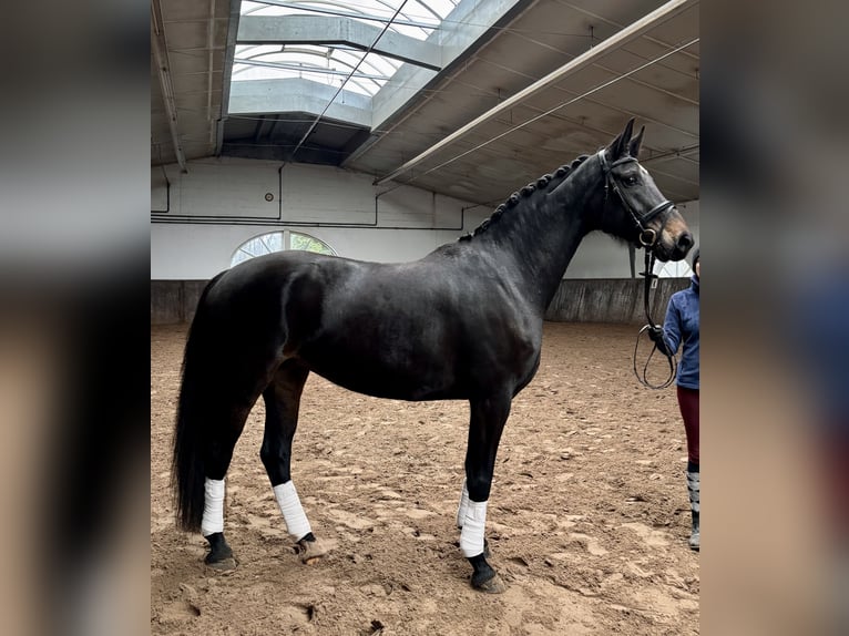 Oldenburg Mare 8 years 16,2 hh Brown in Leer (Ostfriesland)