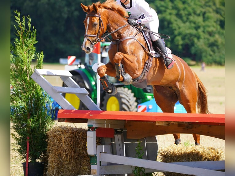 Oldenburg Mare 8 years 16,2 hh Chestnut-Red in Enschede