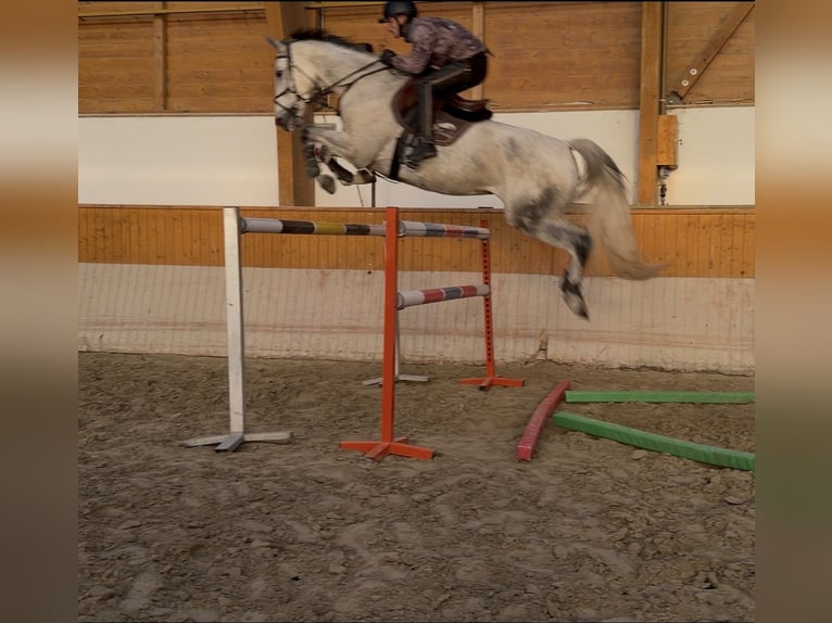 Oldenburg Mare 8 years 16,2 hh Grey in Loipersbach im Burgenland