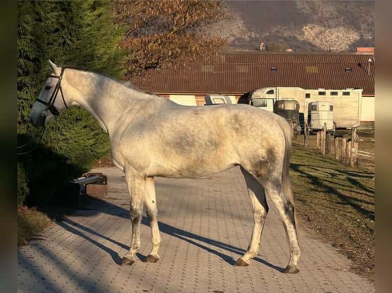 Oldenburg Mare 8 years 16,2 hh Grey in Loipersbach im Burgenland
