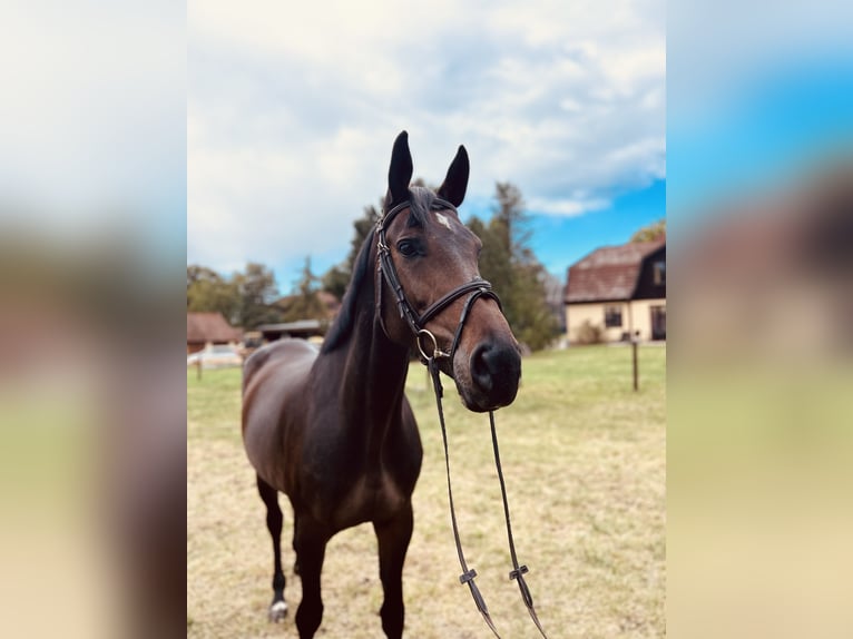 Oldenburg Mare 8 years 16,2 hh Smoky-Black in Kuhlen Wendorf