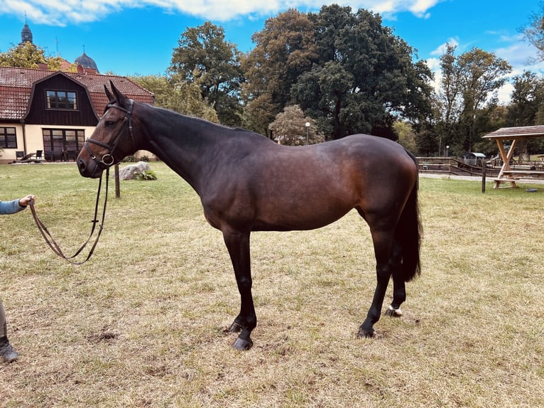 Oldenburg Mare 8 years 16,2 hh Smoky-Black in Kuhlen Wendorf