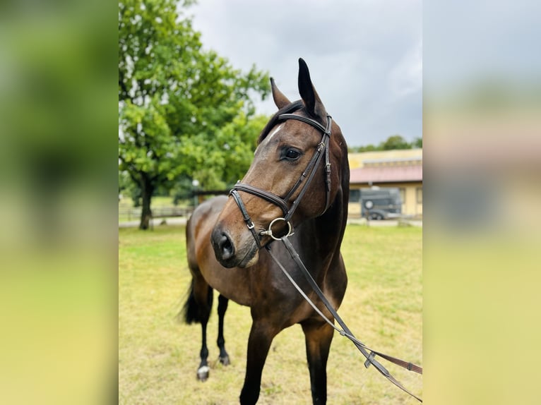 Oldenburg Mare 8 years 16,2 hh Smoky-Black in Kuhlen Wendorf