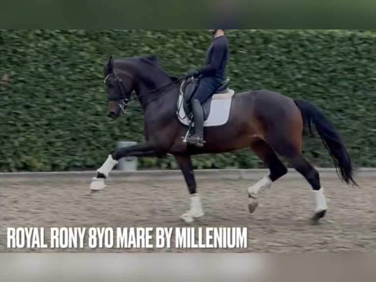 Oldenburg Mare 8 years 16,3 hh Bay-Dark in Tass