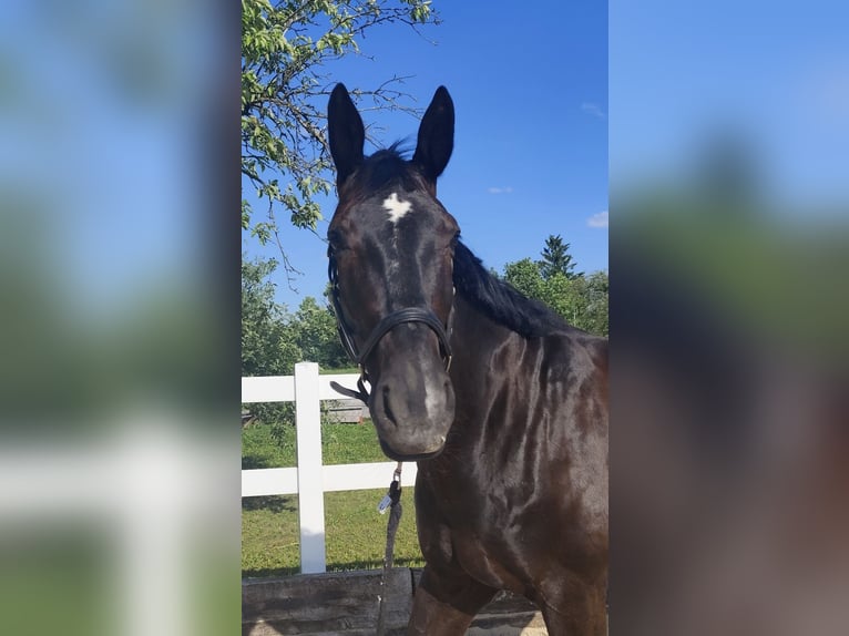 Oldenburg Mare 8 years 16,3 hh Bay-Dark in Aarau Rohr