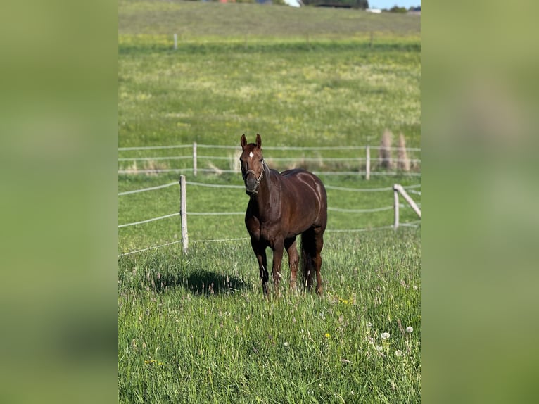 Oldenburg Mare 8 years 16,3 hh Chestnut in Ochtrup