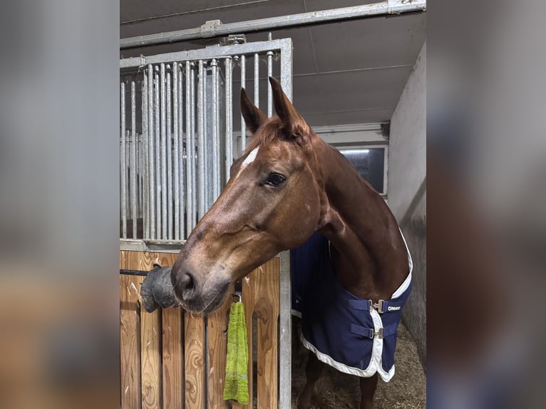 Oldenburg Mare 8 years 16,3 hh Chestnut in Ochtrup