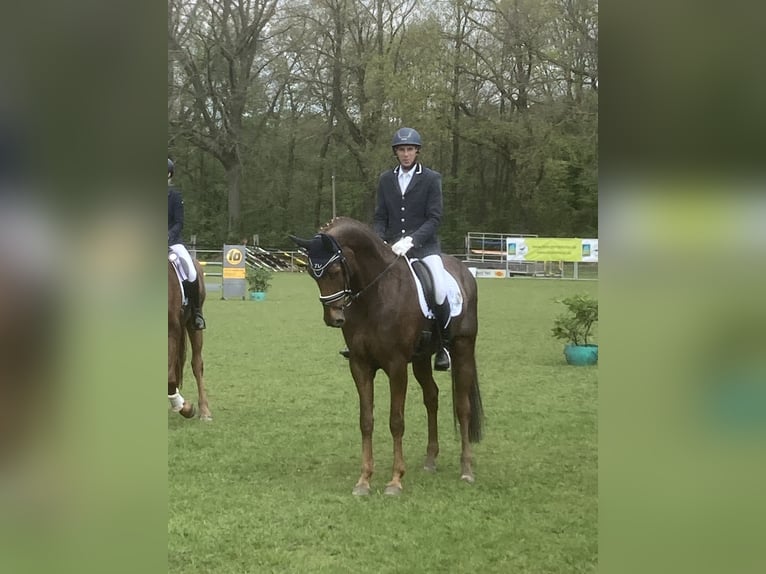 Oldenburg Mare 8 years 16,3 hh Chestnut in Ochtrup